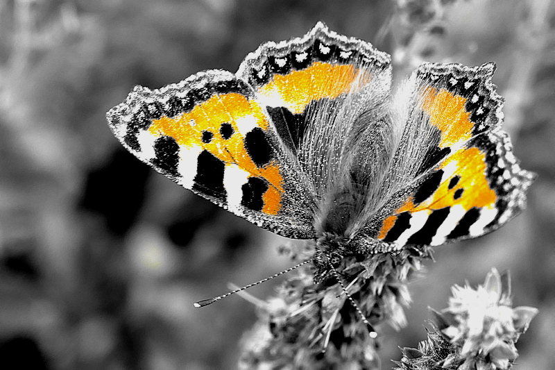Schmetterling